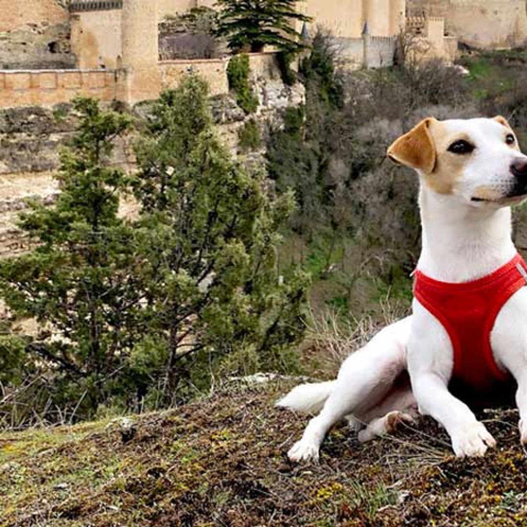 ¿No sabes dónde ir de vacaciones con tu mascota? Pipper te ayuda