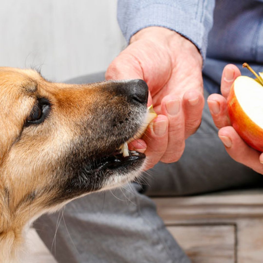 ¿Puede tu mascota ser vegana?