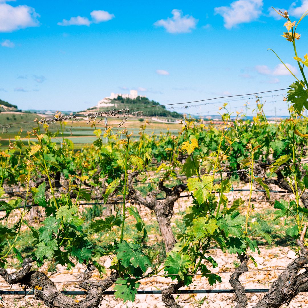 Viñedos de Pago de Carrovejas, Peñafiel, Valladolid