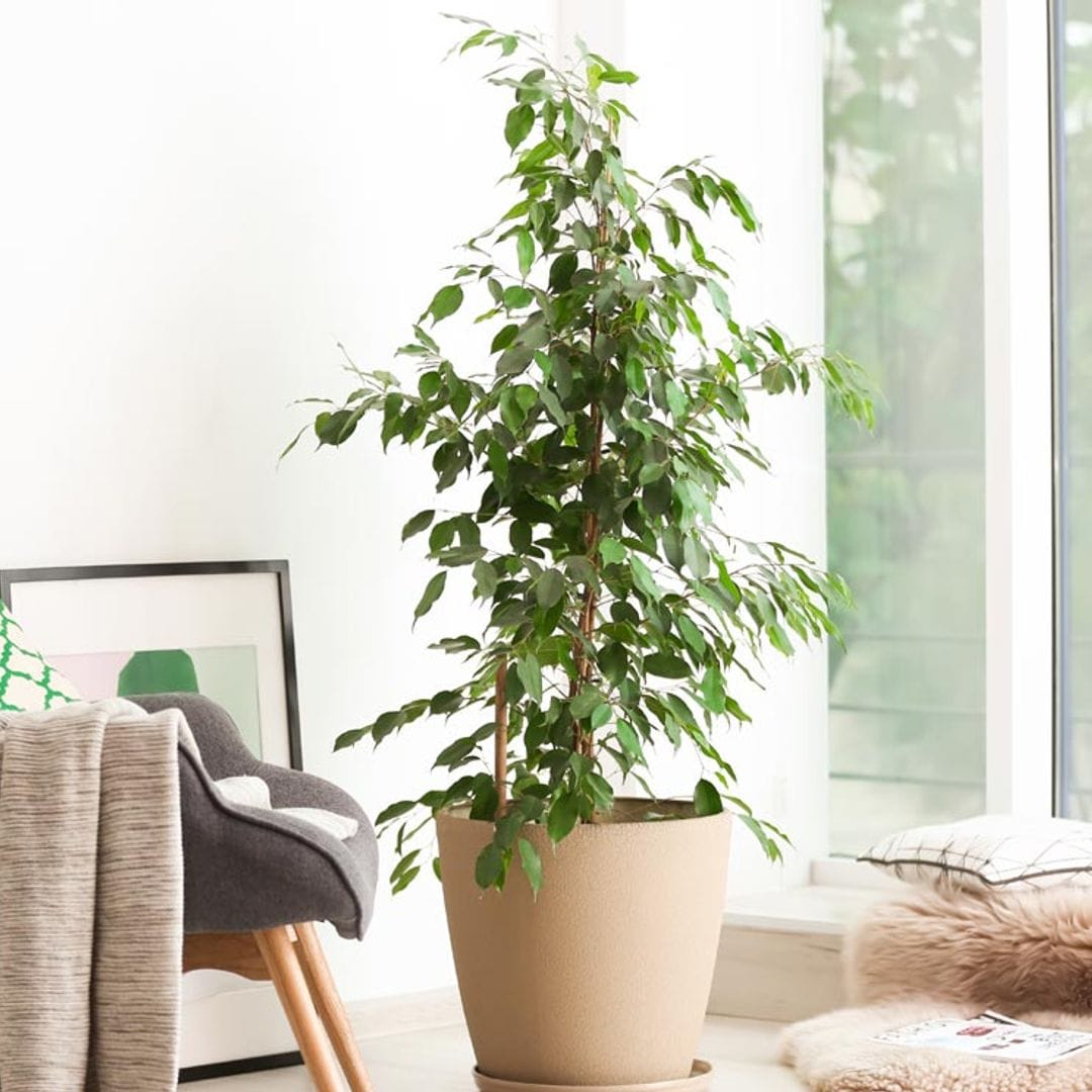 Así debes cultivar el ficus para que crezca espectacular