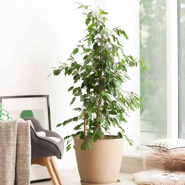 ficus 3