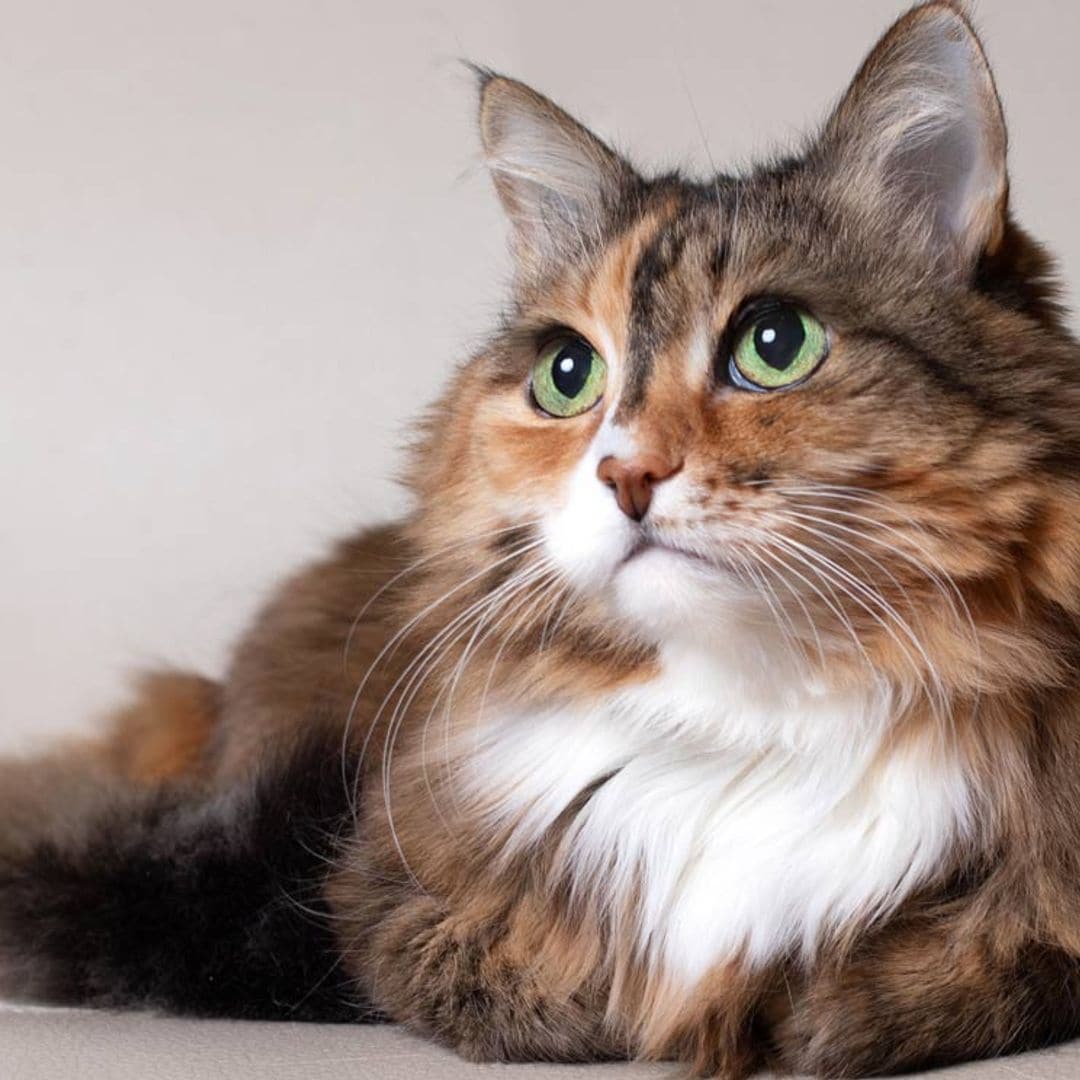 Estas son las señales de que tu gato se hace mayor