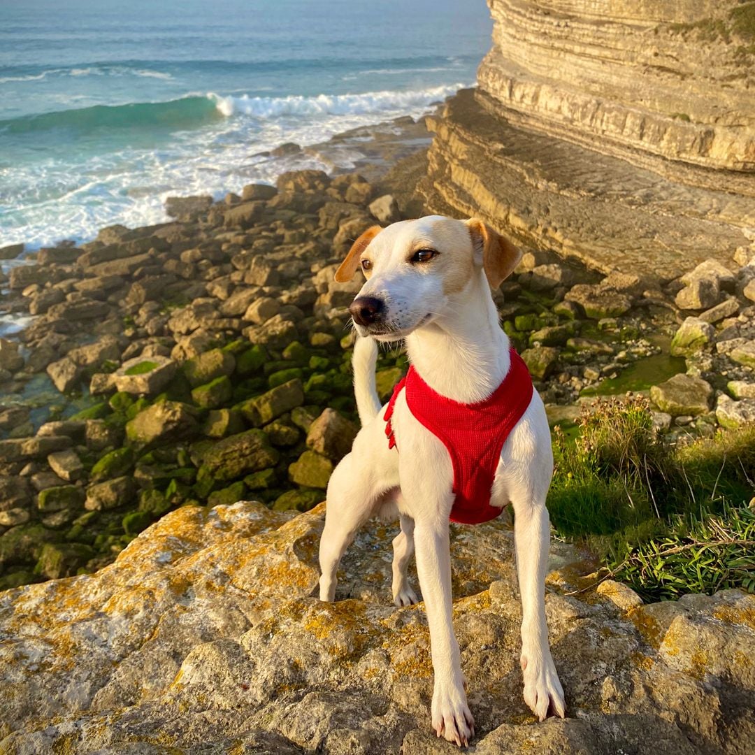 Pipper, el perro influencer y viajero más televisivo de España