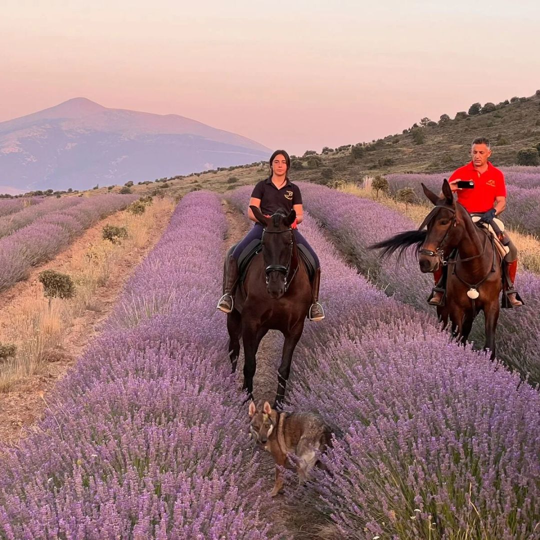 Damián y Virginia, creadores de Árboles Ecológicos, a caballo en los campos de lavanda de San Felices, Soria