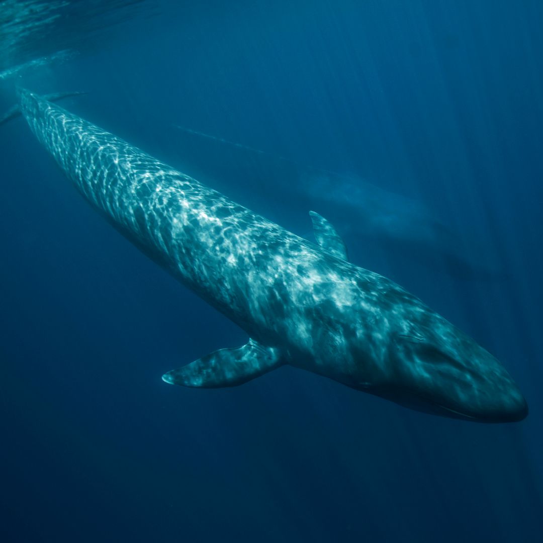Asombro en Barcelona por el avistamiento de una enorme ballena en pleno Mediterráneo