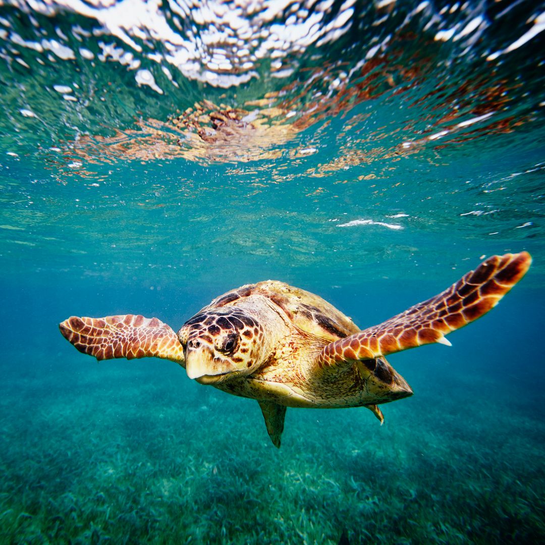 De Ceuta al Caribe: la increíble travesía de 6.400 kilómetros de Diana, la tortuga que cruzó el Atlántico