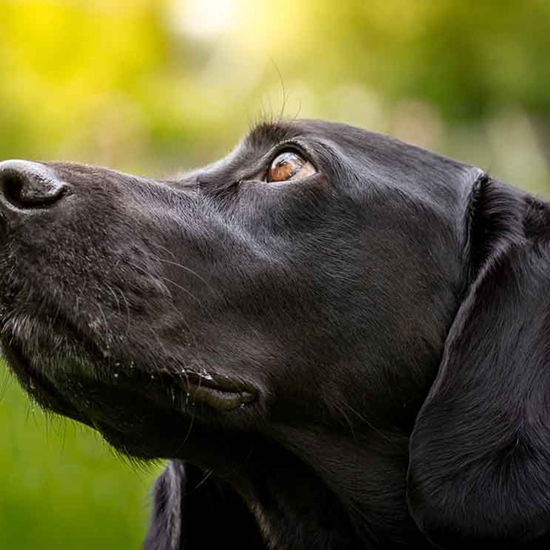 Vince, el perro que viajó en autobús para buscar a su familia