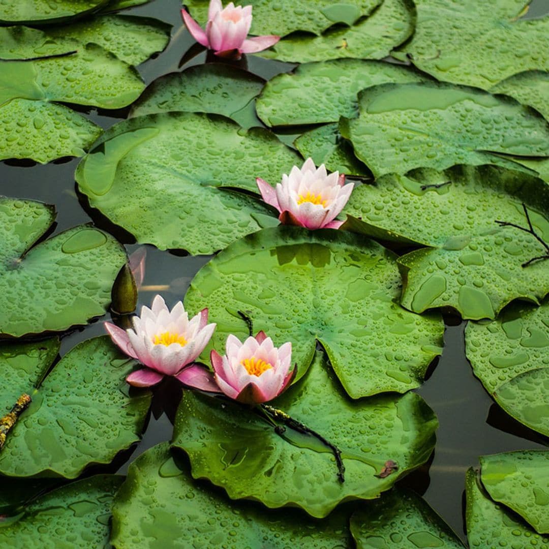 ¿Tienes un estanque en el jardín? ¡Cultiva nenúfares!