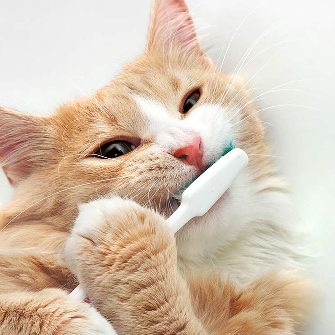 Cepillar los dientes de mi gato o perro ¿es una misión imposible?