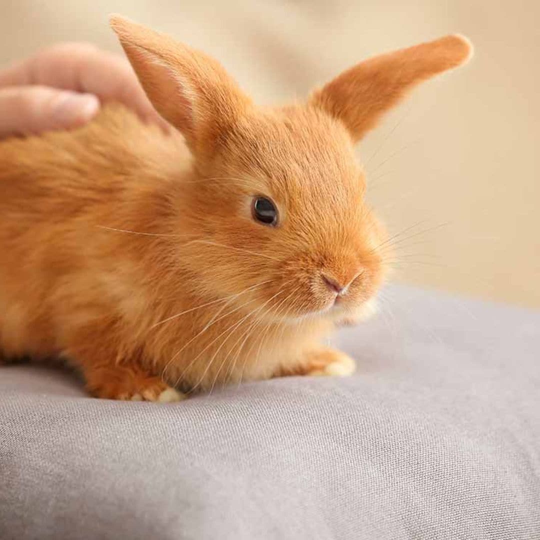 ¿Sabes cómo debes acariciar a tu conejo para que se relaje?