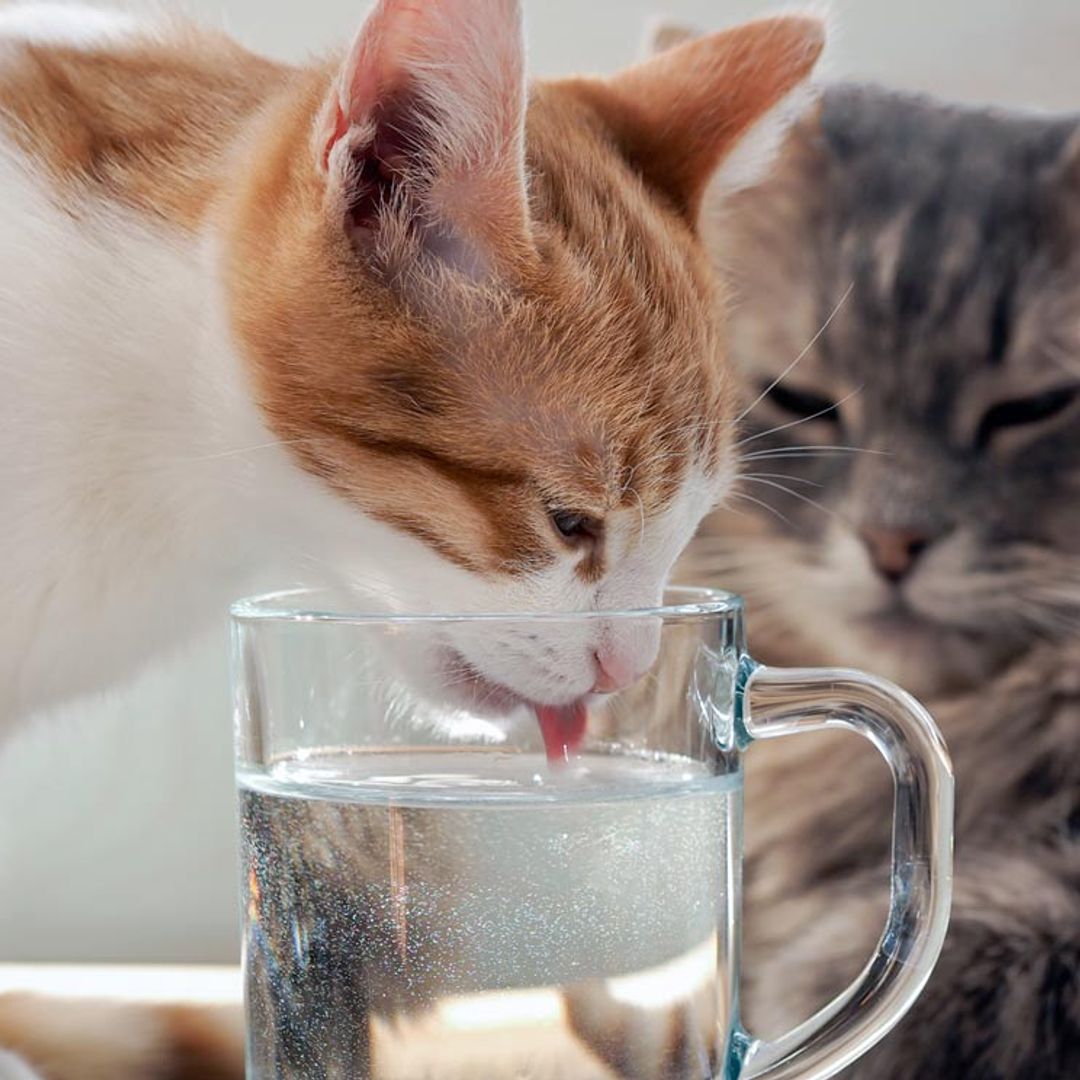 Mi gato bebe poca agua, ¿es un problema?