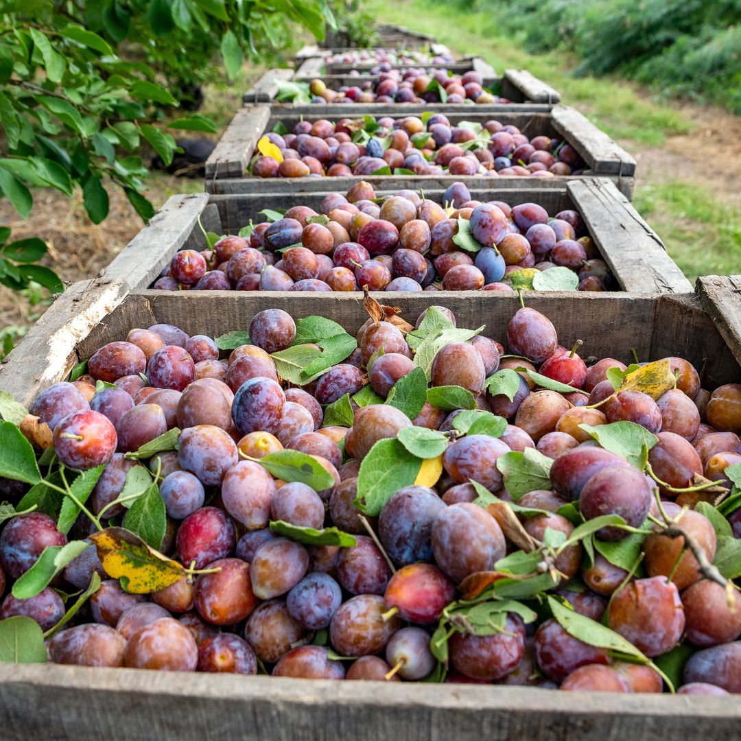 Ciruelas de Agen, Francia
