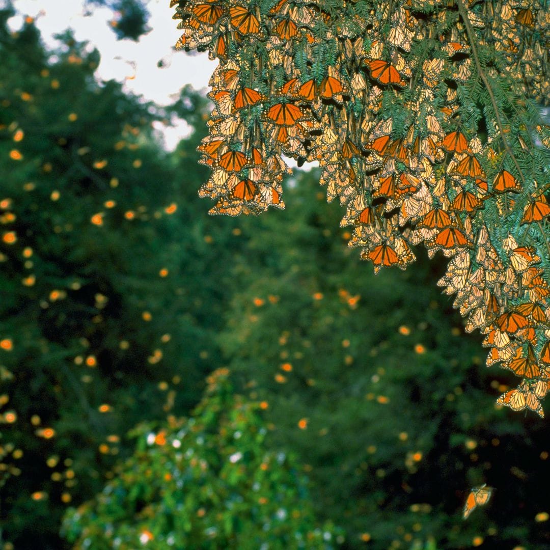 Árbol en México rodeado de mariposas monarca en tonalidades naranjas