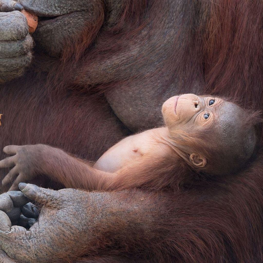 Nace una cría de orangután de Borneo en el Zoo de Madrid, una especie en peligro crítico