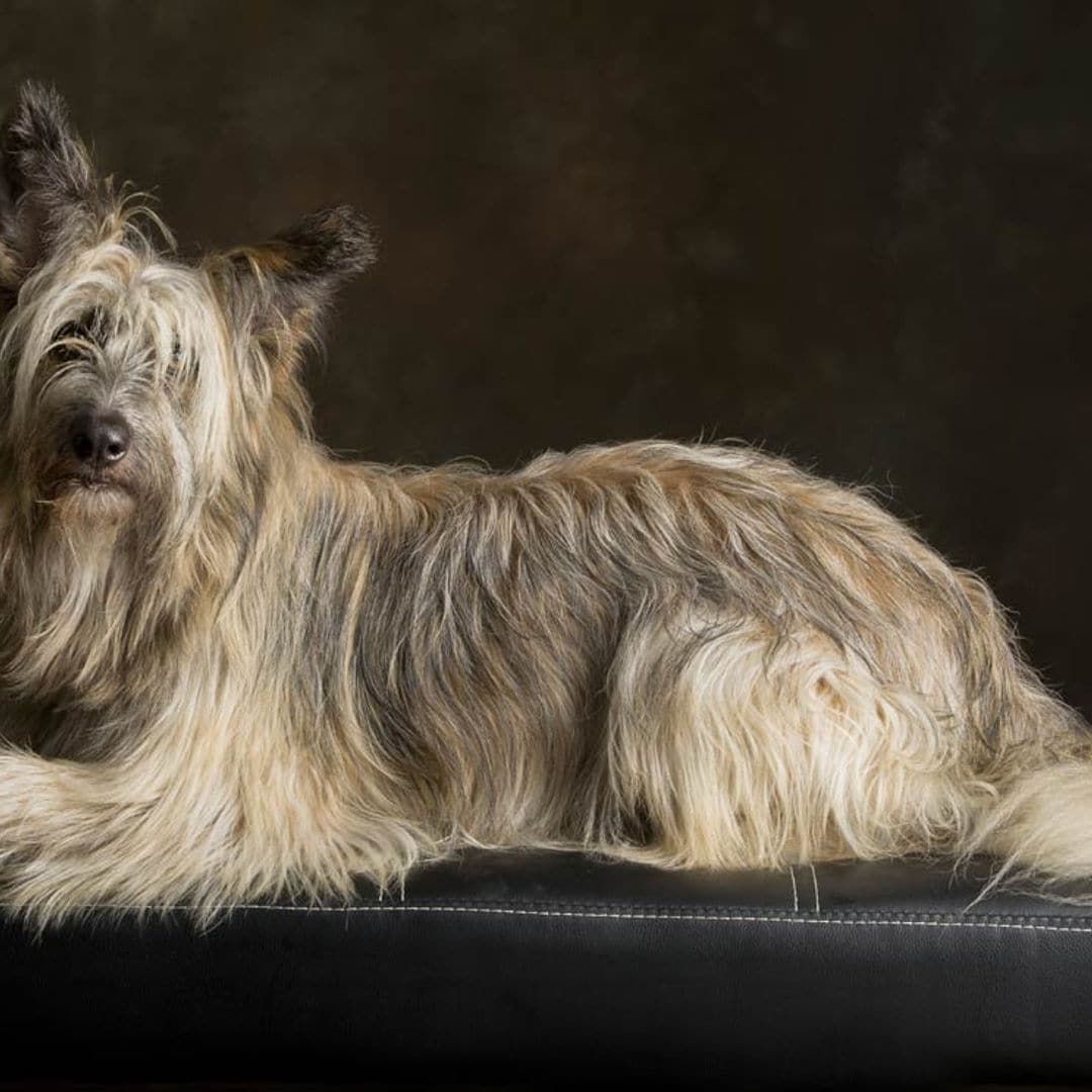 Las razas de perro pastor españolas