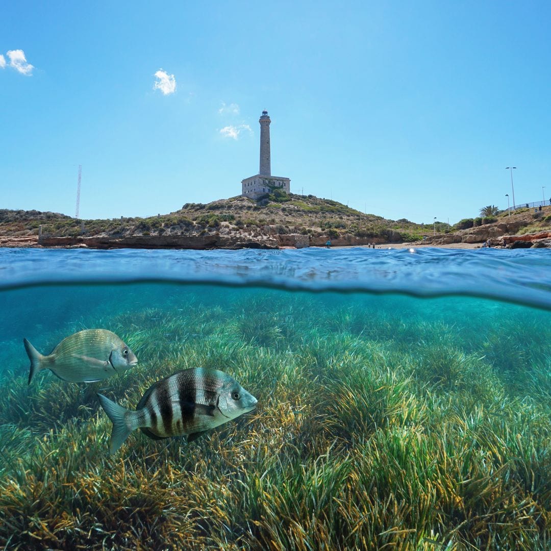 Snorkel en el Cabo de Palos, Murcia