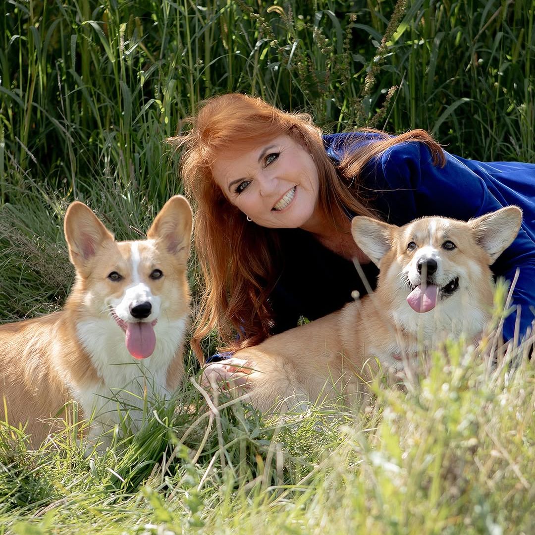 Los corgis de Isabel II ya tienen destino: así es su nueva vida tras el desalojo del expríncipe Andrés y Sarah Ferguson