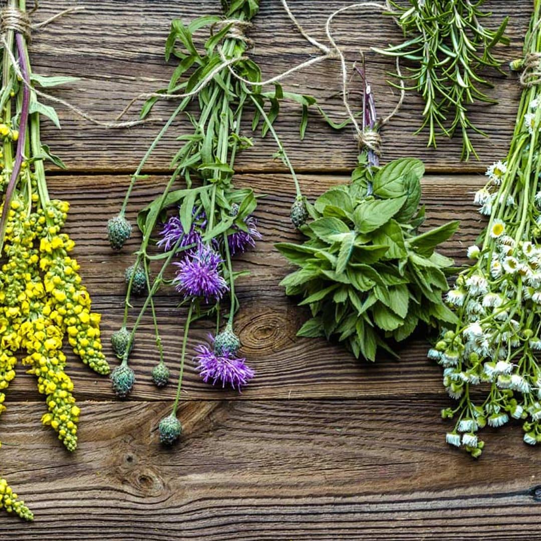 Las 9 plantas medicinales en las que más confían las farmacéuticas