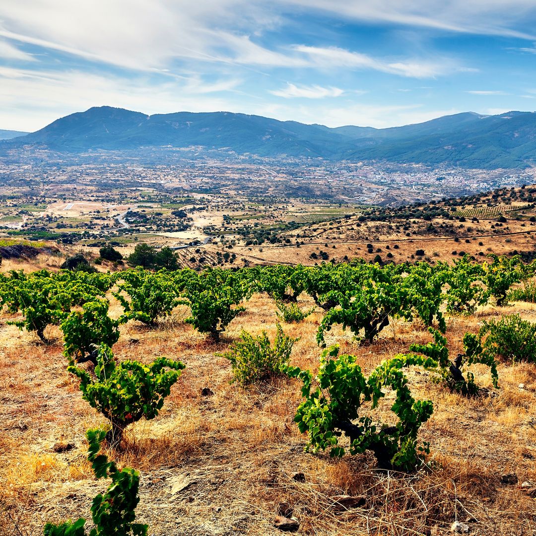 Viñedos de Cebreros y la sierra de Gredos al fondo, Ávila