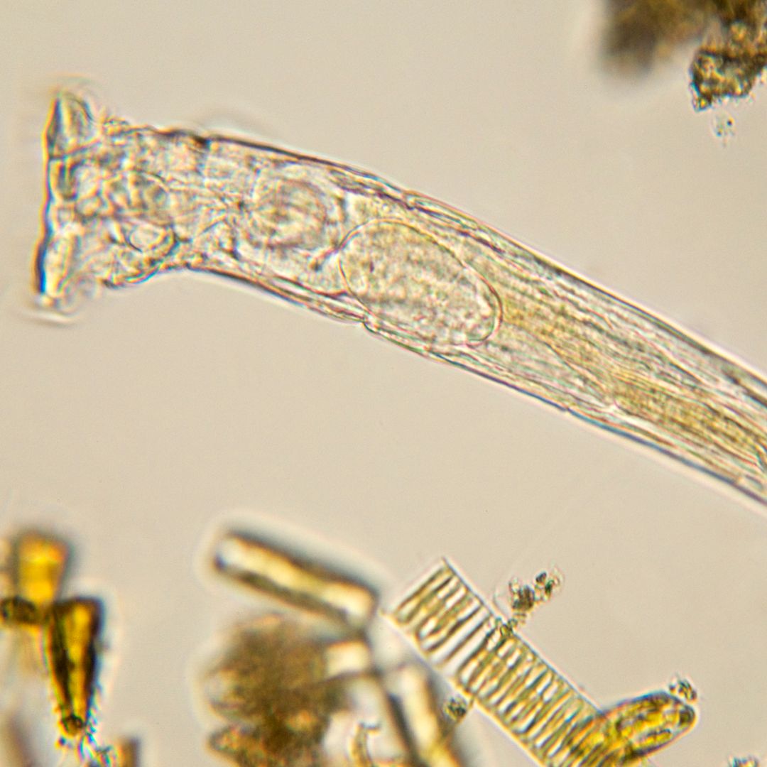 Despierta tras 24.000 años congelado: el animal que ha vuelto a la vida en Siberia y ya se está reproduciendo