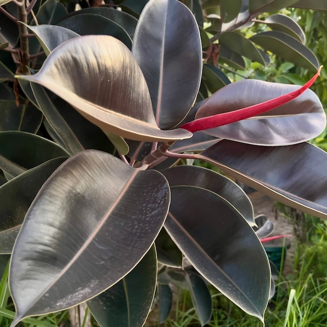 Ficus elastica 'Burgundy'