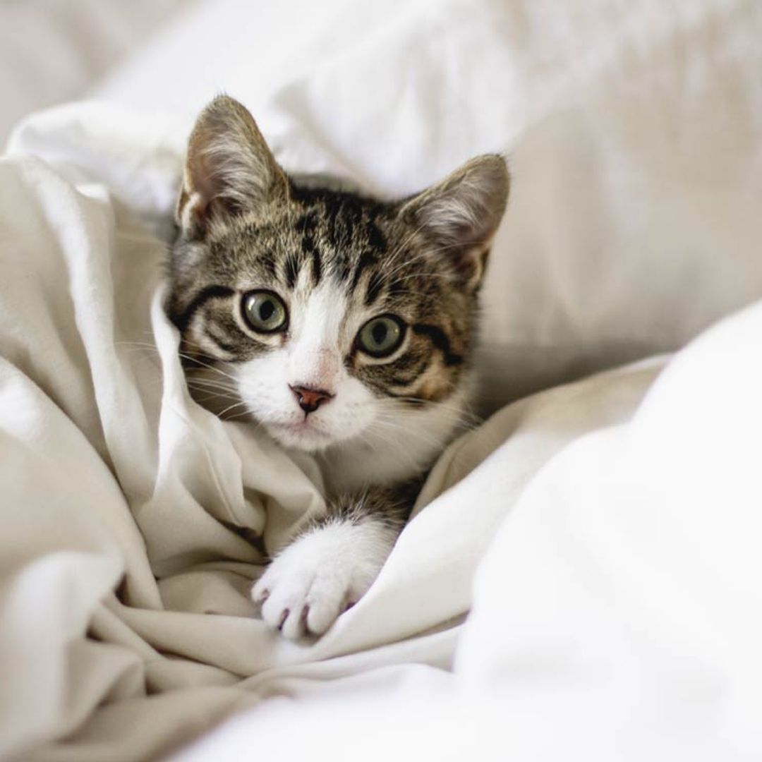 Cómo educar a un gato callejero