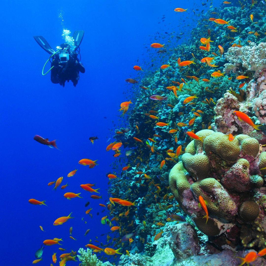 Buceando en la Reserva Marina de Aqaba, Jordania, Mar Rojo