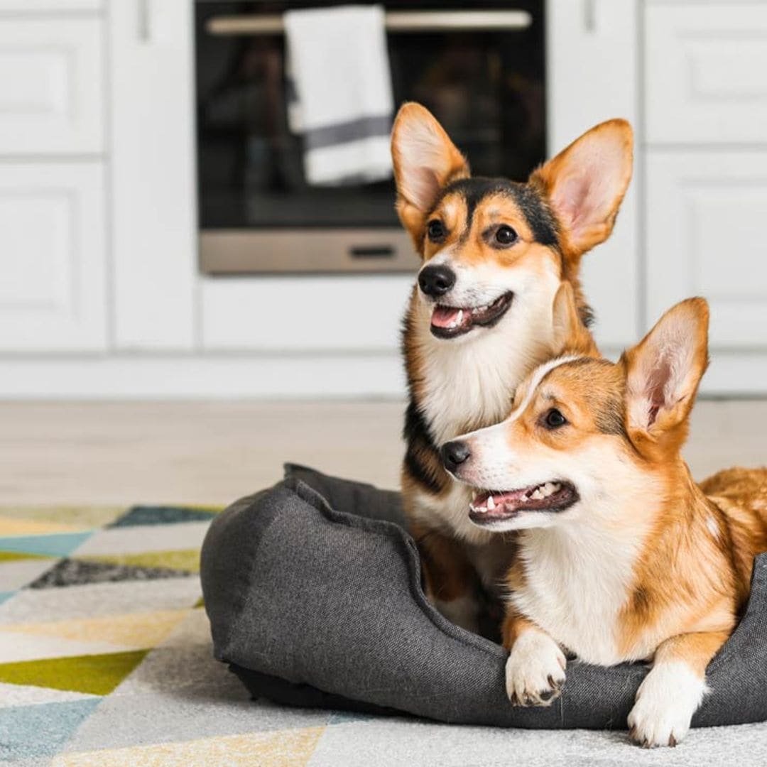 Perros corgis de Pembroke y de Cardigan, parecidos pero con diferente destino