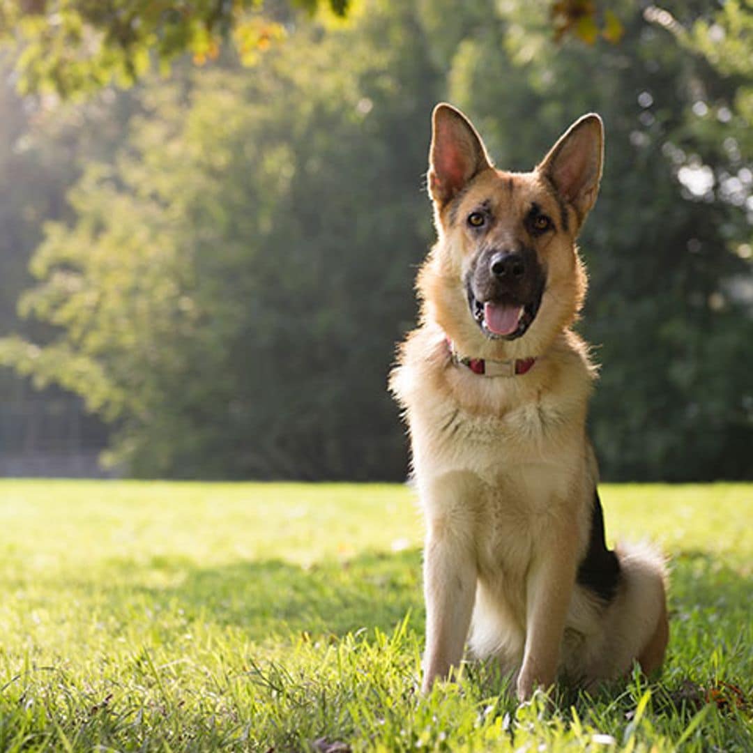 Oliver, un perro guía ciego, que ha recuperado la vista gracias a una intervención revolucionaria