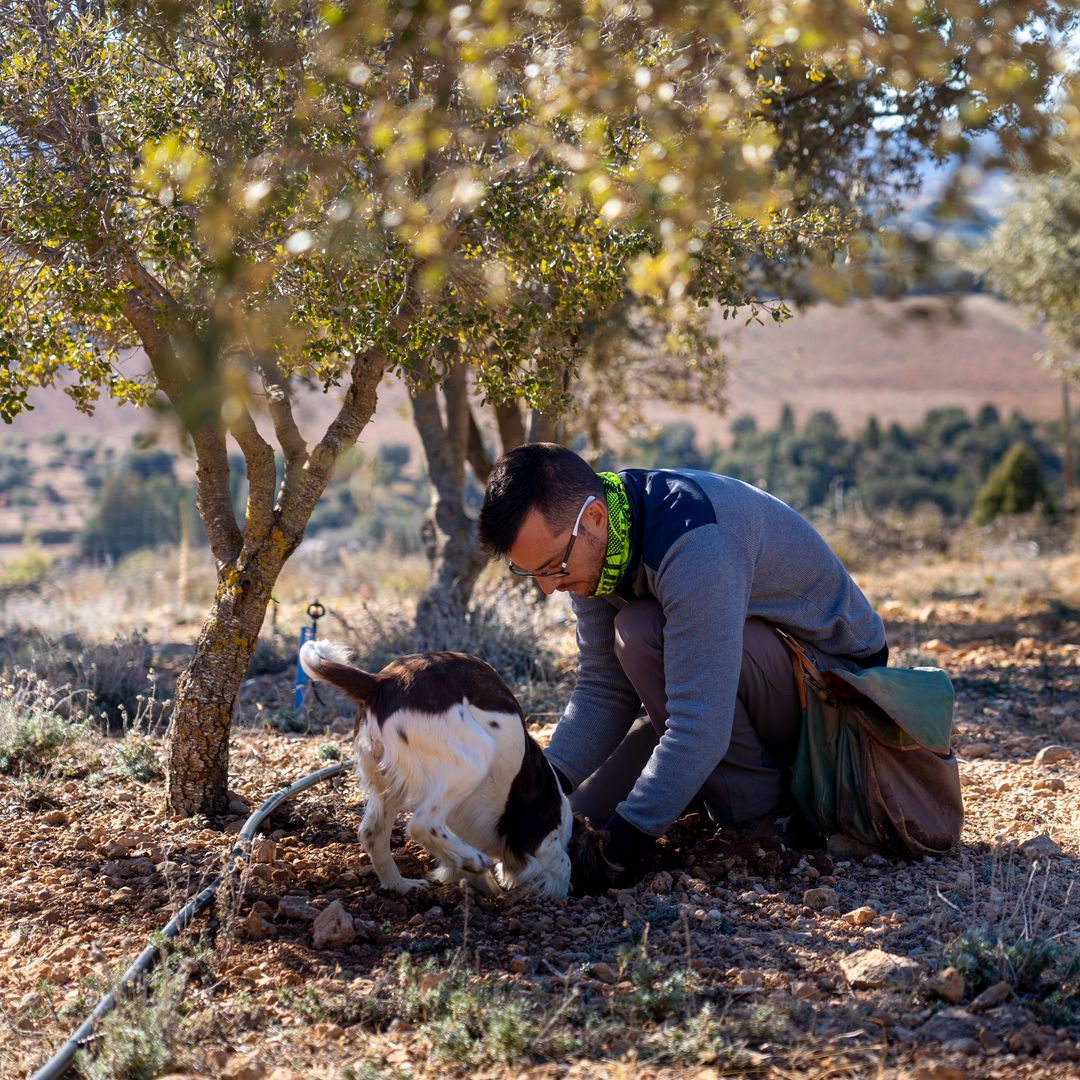 buscando trufas con un perro bajo encinas micorrizadas cerca de mora de rubielos, Teruel