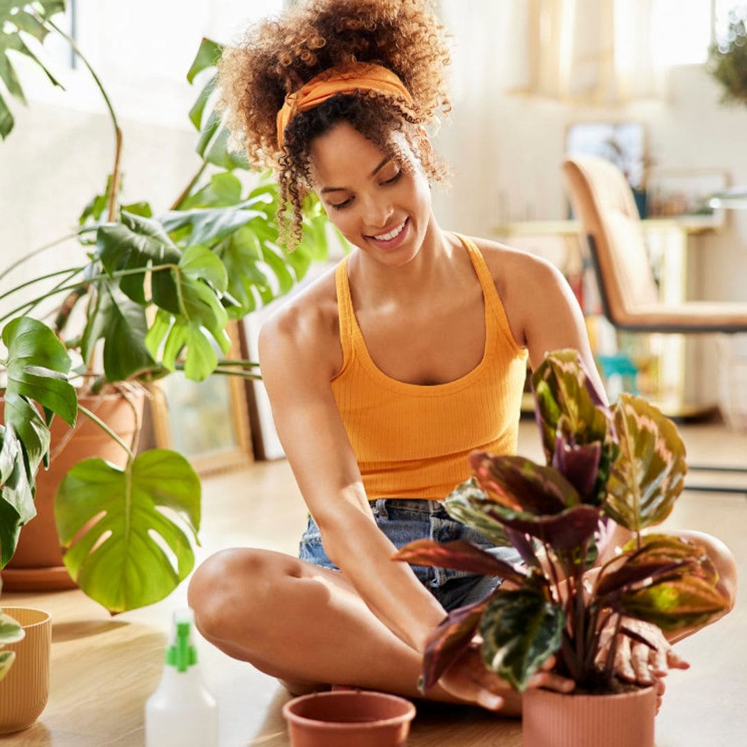 10 productos que tienes en casa y que te ayudan a cuidar tus plantas de interior