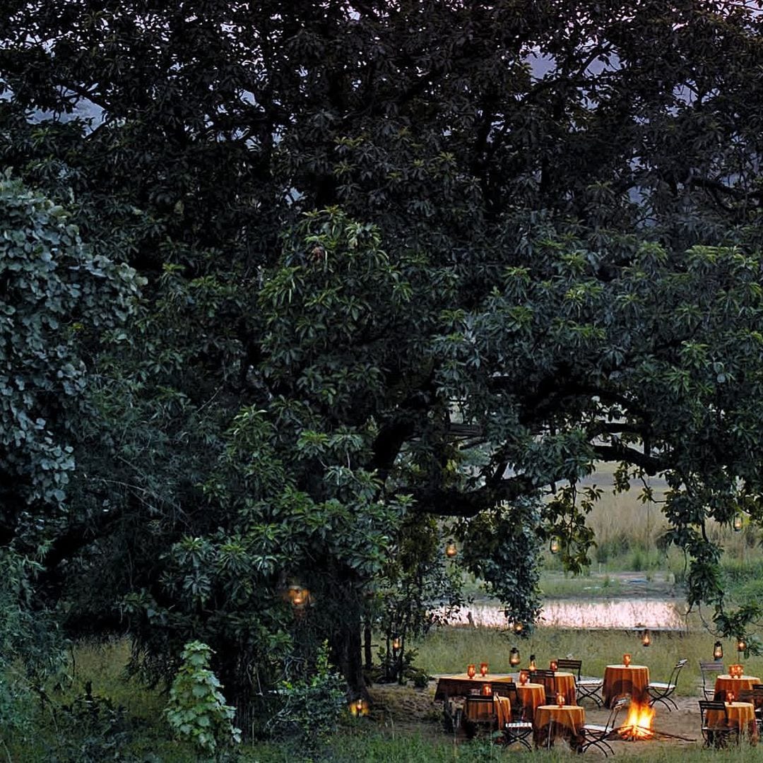India: tigres de Bengala en la selva de Mowgli