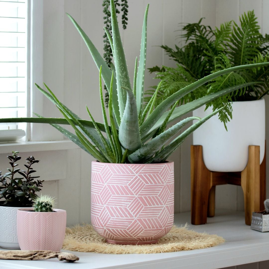 Ni aire acondicionado ni ventilador: las plantas que bajan la temperatura de tu casa hasta 4 grados