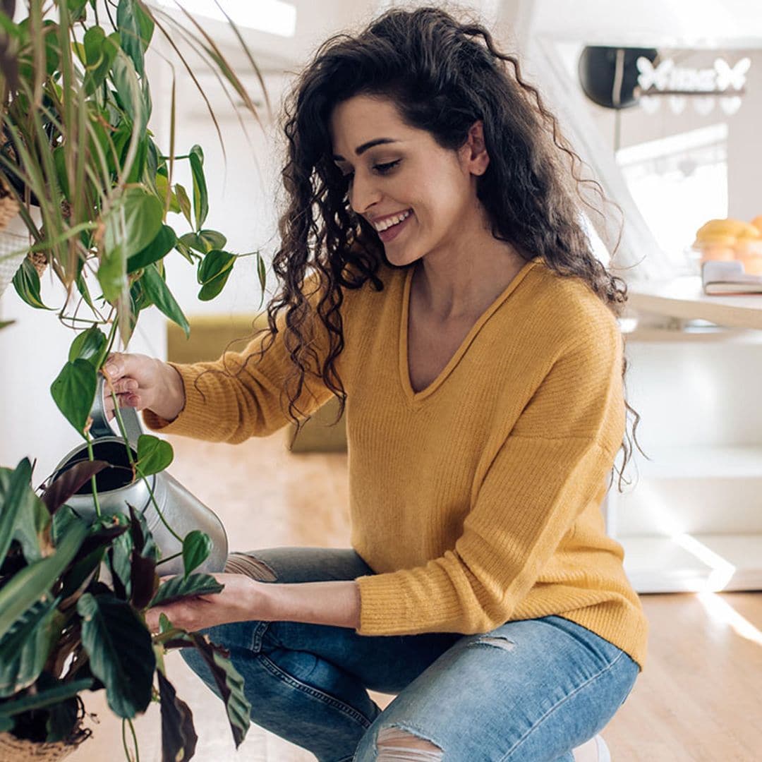Exploramos los diversos sistemas de riego para plantas de interior