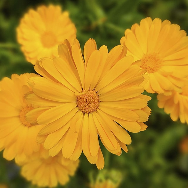cuidados calendula 01t