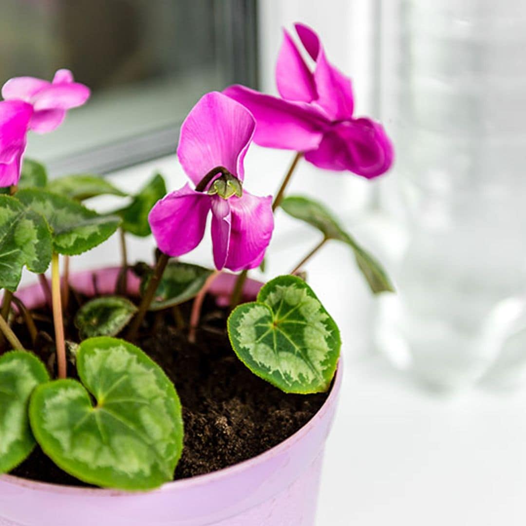 Si buscas flores en casa durante el invierno, esta planta es resistente, bonita y muy fácil de mantener