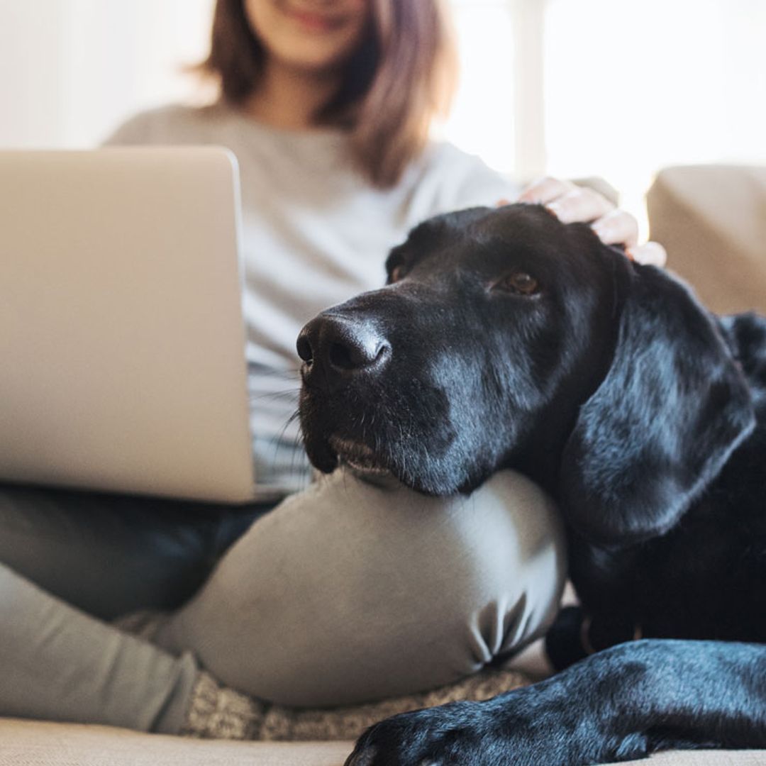 Razas de perro que soportarán mejor el encierro en casa