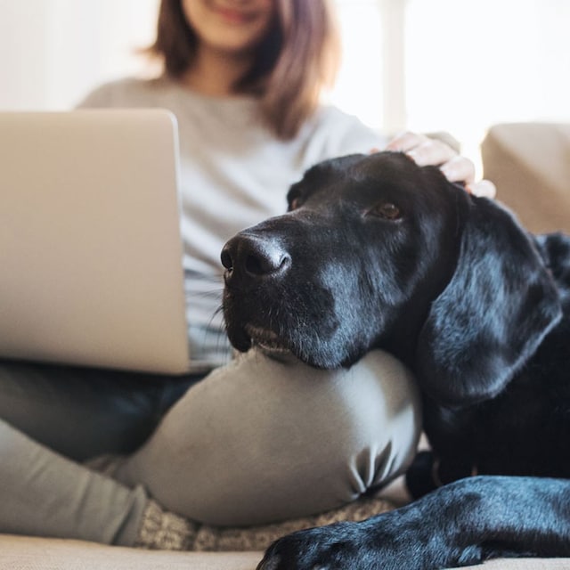 razas de perro ejercicio