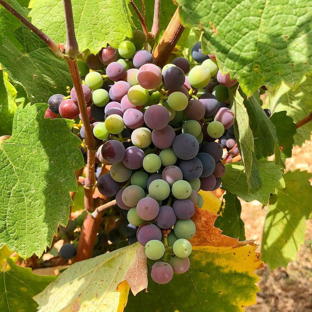 Bodegas Monóvar, Alicante