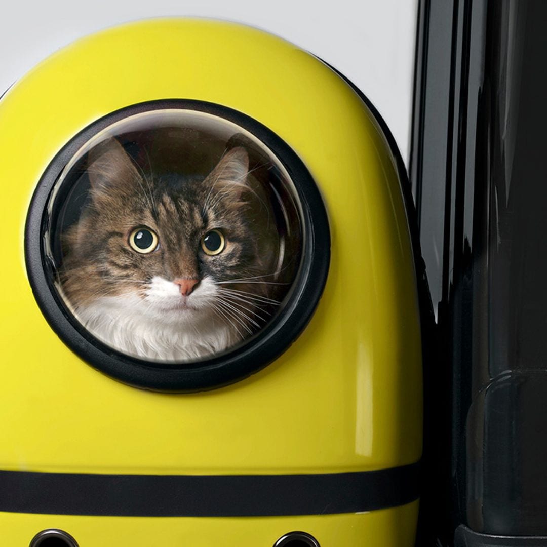 ¿Buscas un transportín para tu gatito? Estos son los más cómodos y seguros