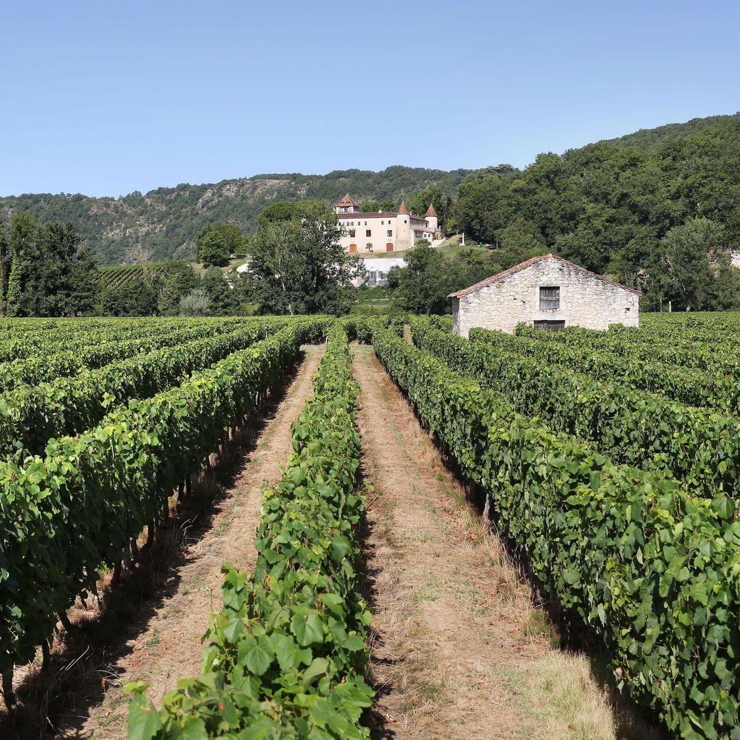 Viñedo de Cahors. Al fondo, el Château de Cayx, residencia de la Familia Real Danesa.