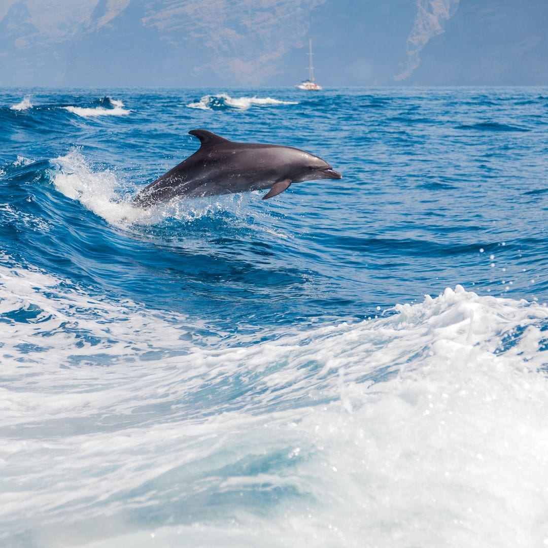 Bajo los acantilados de Los Gigantes hay una colonia estable de delfines, Tenerife