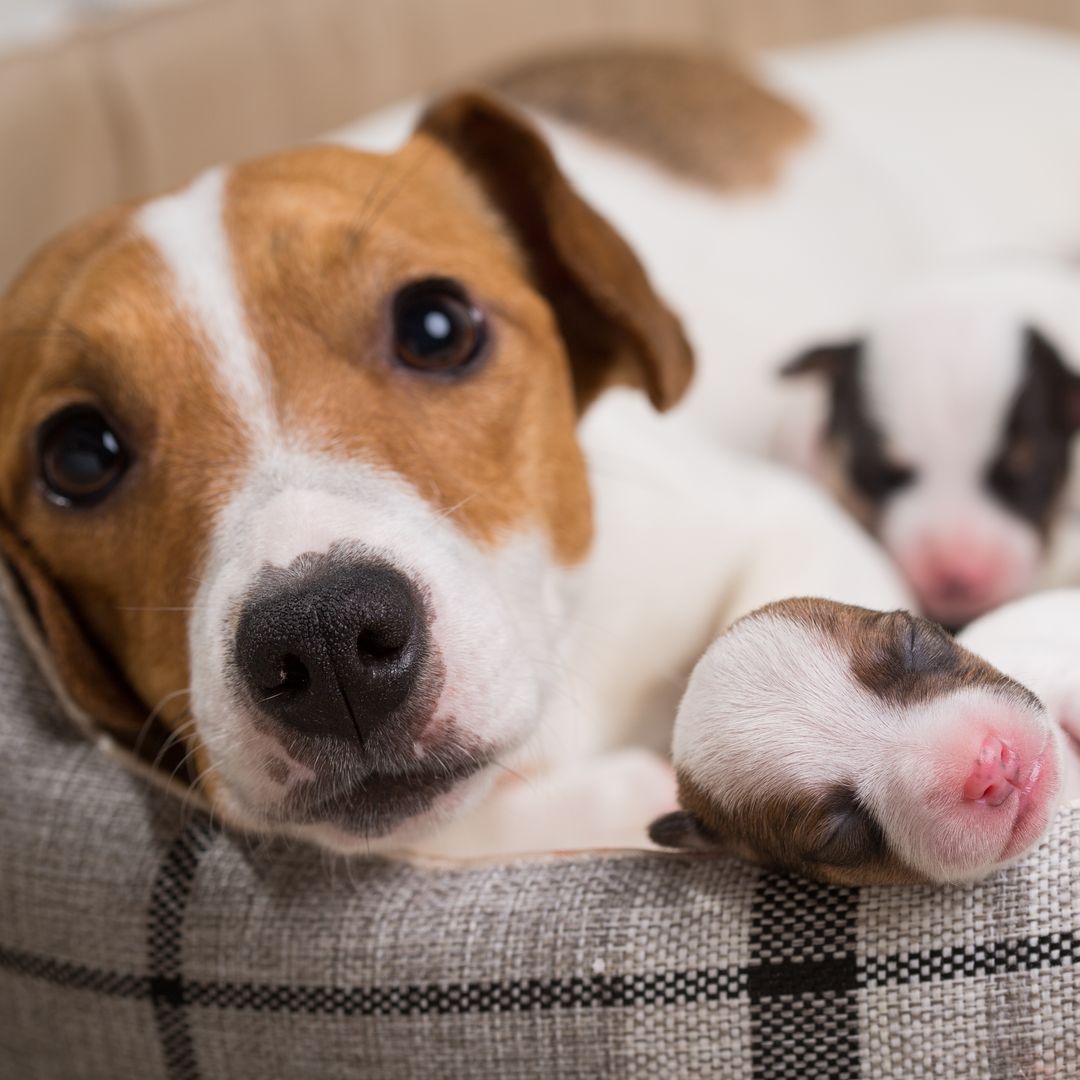 Óscar Pasarín, experto en bienestar animal, advierte sobre la cara oculta de comprar un perro online: "Si no puedes ver al cachorro con su madre, es una gran señal de alerta"