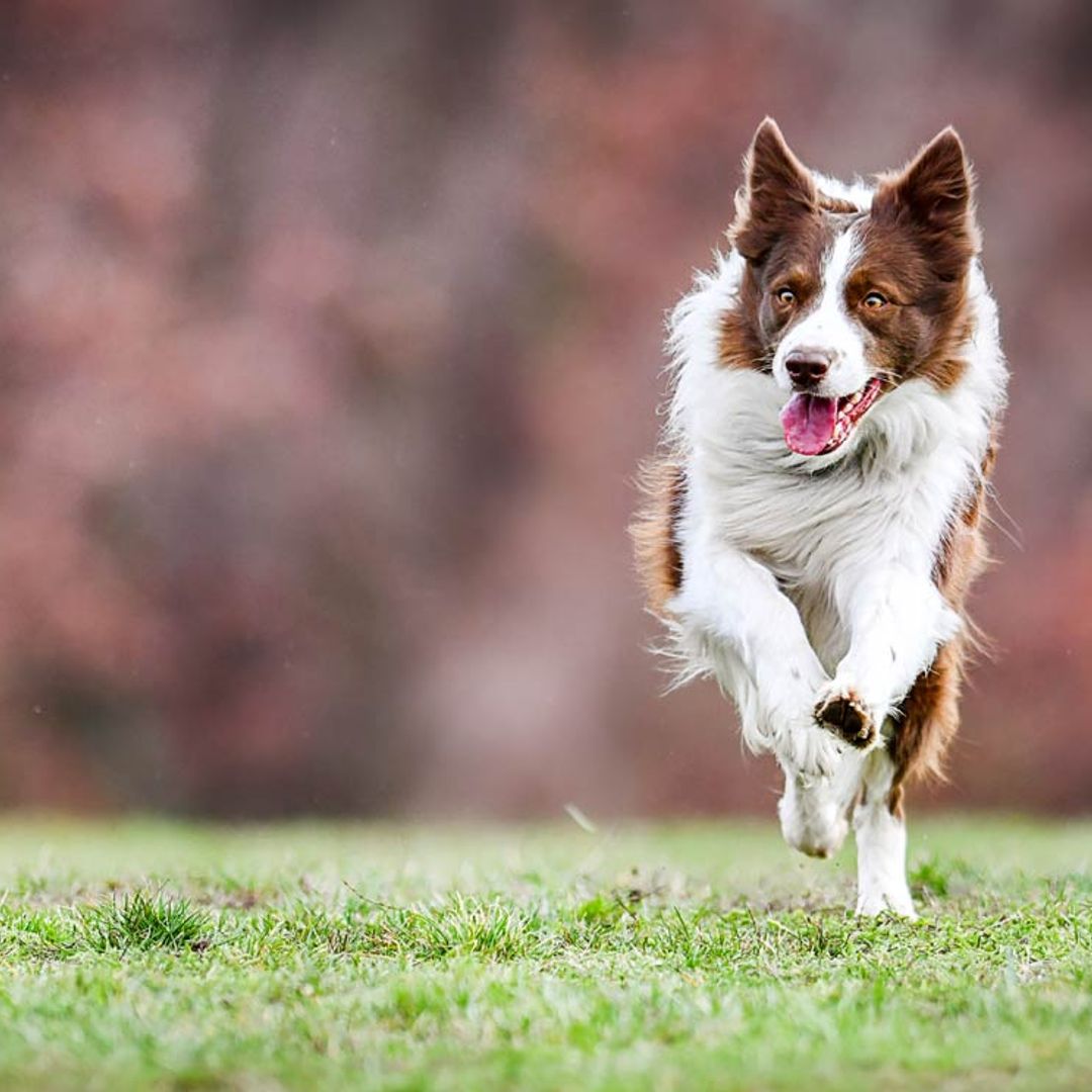 ¿Cómo enseñar a tu perro a que acuda a tu llamada?