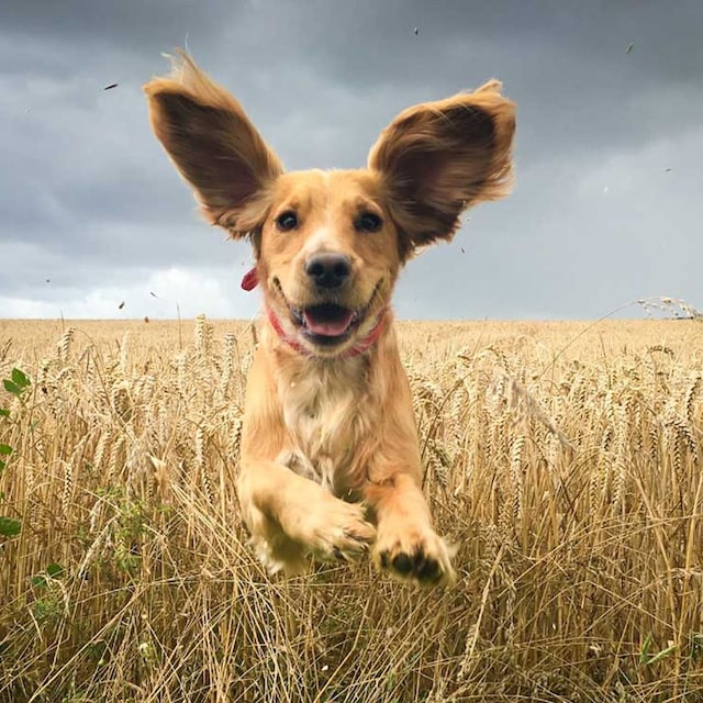 perros foto