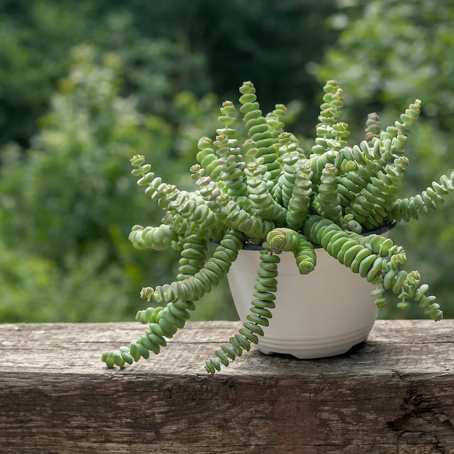 crassula perforata o planta acordeon