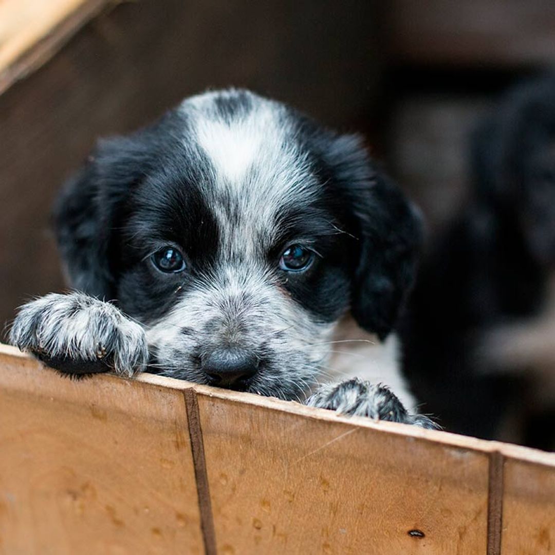 debo comprar un cachorro en una tienda de mascotas