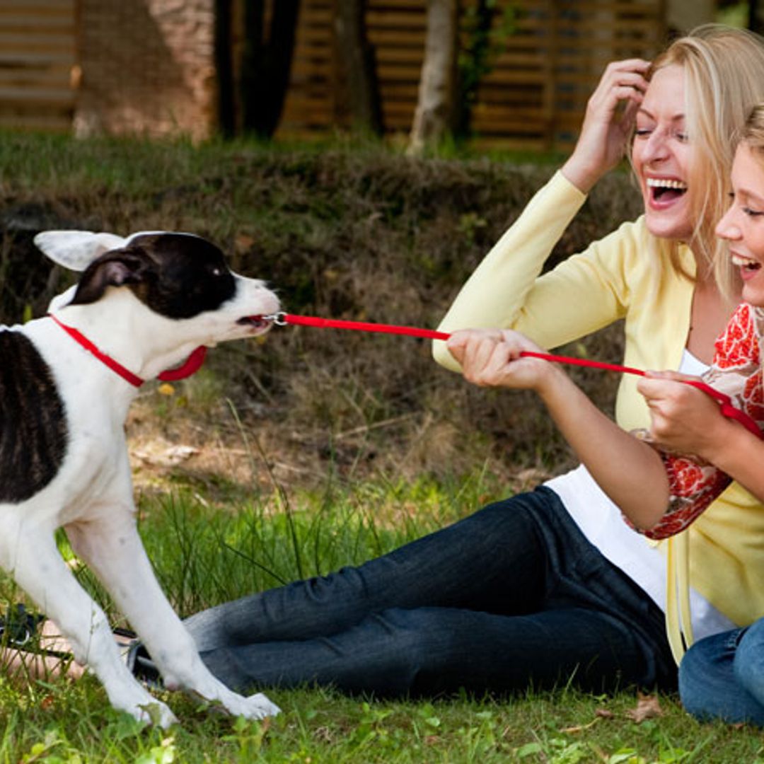 Todo lo que debes saber si quieres ser voluntario ayudando a animales