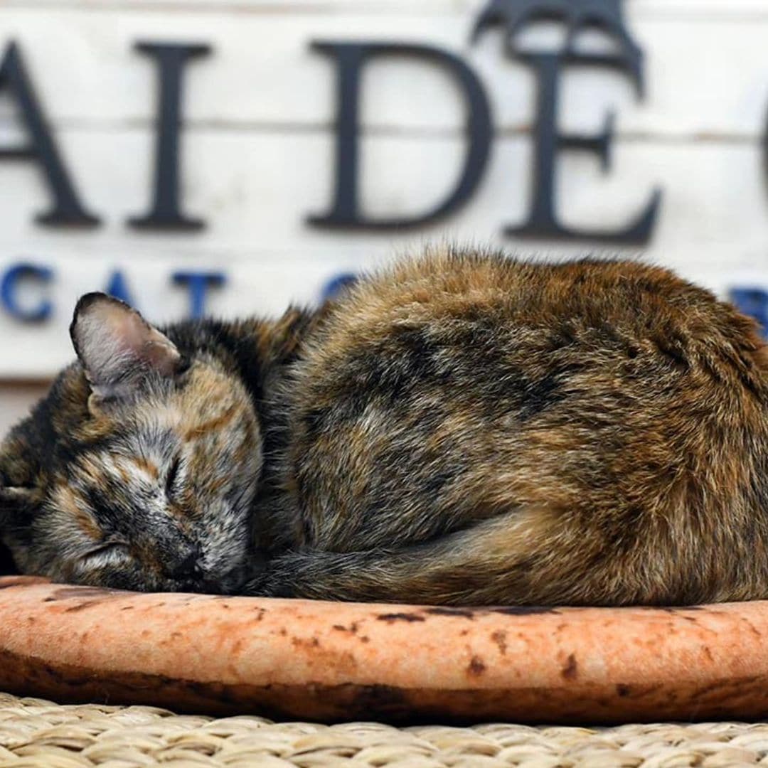 Día Internacional del Gato: 10 ‘cats cafés’ por España para amantes felinos