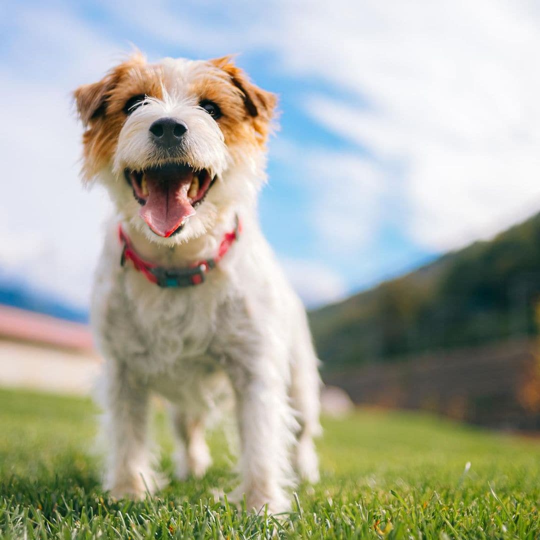 Alimentos naturales y saludables para tu perro